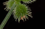 Canadian blacksnakeroot